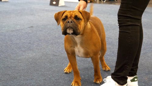 Dogs & Fun Hundemesse Dortmund