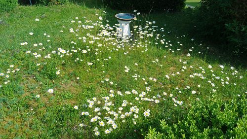 Do biste platt 837: Blaumenkinner (Blumenkinder)