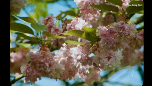 Super 8 Test zur Kirschblüte im Rombergpark zu Dortmund