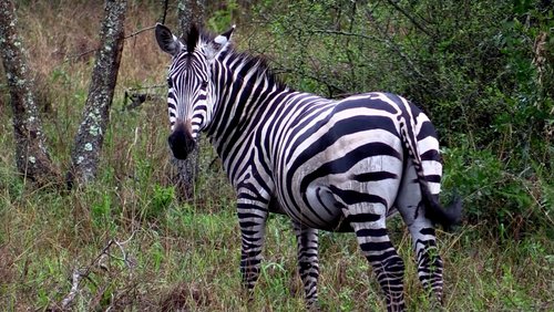 Uganda - das grüne Herz Afrikas - Teil 6