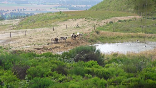 Welle-Rhein-Erft: Wildpferde auf der Sophienhöhe