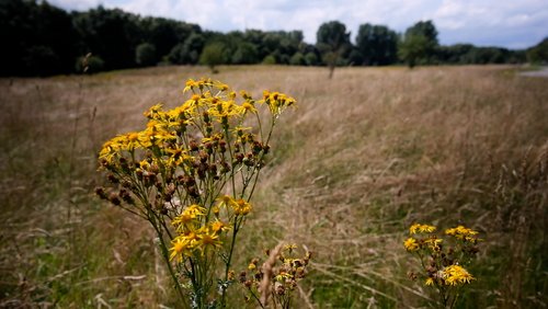 Mark geht wandern: Ruine Hohensyburg in Dortmund