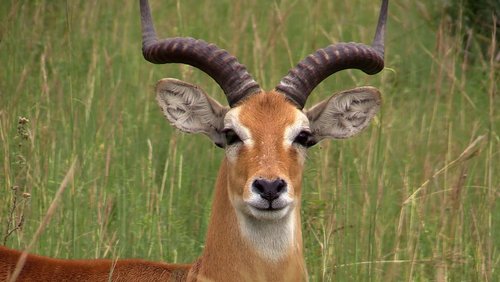 Uganda - das grüne Herz Afrikas - Teil 1