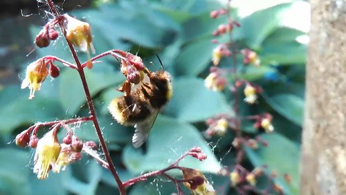 Bumblebee