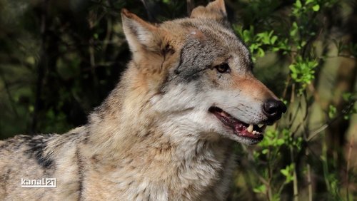 Wolfsgehege im Heimat-Tierpark Olderdissen