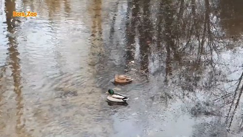 Die Enten von Borken
