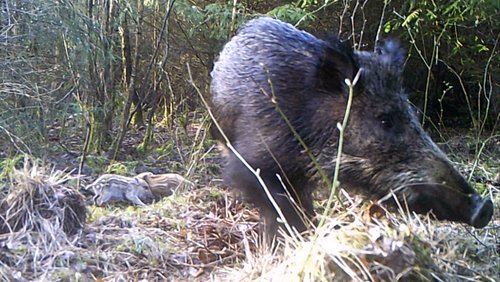 Mark geht wandern: Wildschweine mit Frischlingen in freier Wildbahn