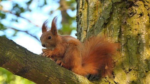 365 - Ein Jahr im Wald: Dokumentation über den Gevelsberger Stadtwald