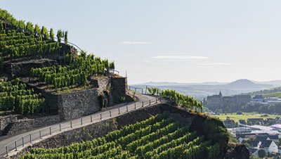 Hier und Jetzt: Toxische Männlichkeit, Stadttaubenhilfe Bonn, Weinlese im Ahrtal
