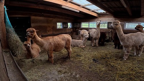 Antenne-Windeck: Alpaka-Nachwuchs und Hofleben