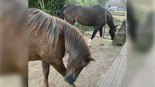 Pferde, Land und Leute: Springturnier in Xanten