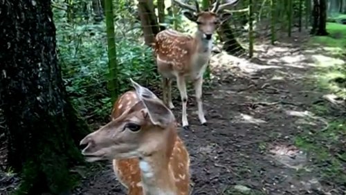 Tiere im Wald und Wasser