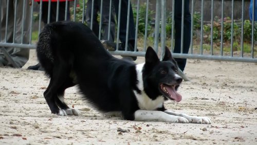 Triebhaft - Border Collies als Hütehunde