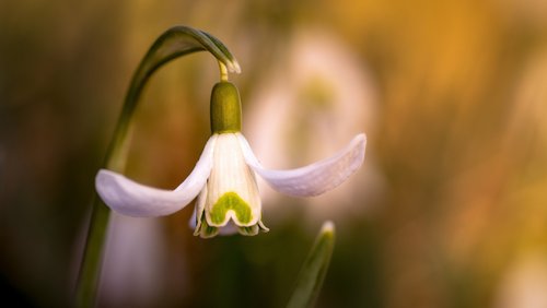 Tafelfunk: Der Frühling ist da