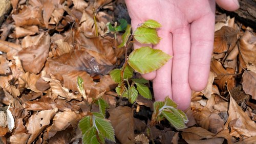 Die Ranger Story: Die Rotbuche im Bielefelder Wald