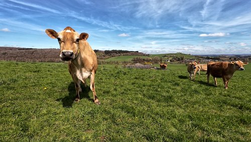 Kapellenblick Steffeln