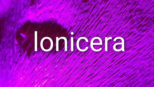 Lonicera caprifolium oder die Abscheulichkeit der Stille