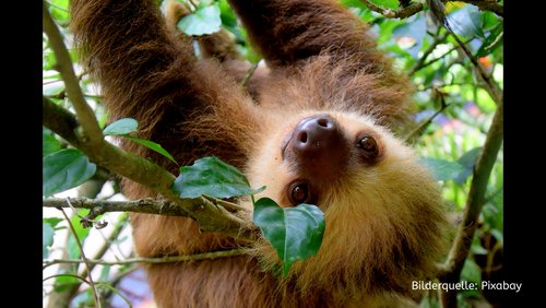 Straße der Infos - Der Regenwald