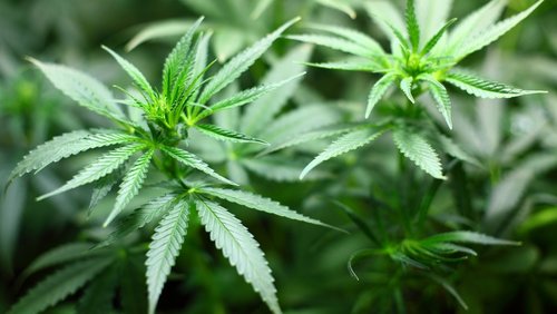 19null4-radiomagazin: Cannabis-Legalisierung - erster Schritt in den Wahnsinn?