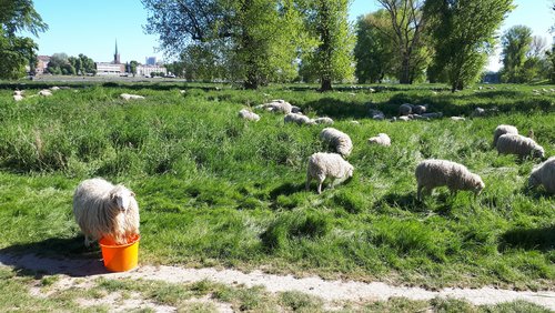 Die Nabel-Show: Schafherde am Rhein