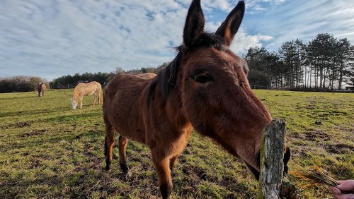 WanderBlog: EifelSchleife Stockertblick und Herkelstein
