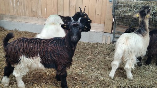 Welle-Rhein-Erft: Schafe und Ziegen im Naturschutzgebiet Friesheimer Busch in Erftstadt
