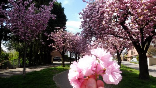 MNSTR.TV: Frühlingsanfang, Bremer Platz in Münster, Schull- und Veedelszöch Köln