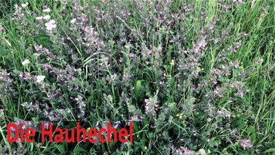 Radio Hauhechel | NRWision