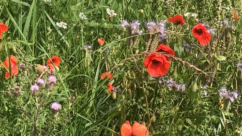 Sternenblüten I - Poesie über den Feldern/Mohnblütentage