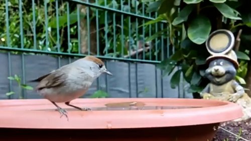 Die Vögel trinken und baden