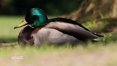 Frühlingserwachen im Nordpark Bielefeld