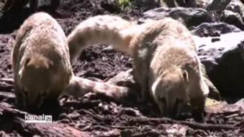 Dreist.tv: Allwetterzoo in Münster, Parkour