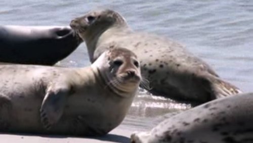 Die Lange Anna und Meer (mehr) - Helgoland