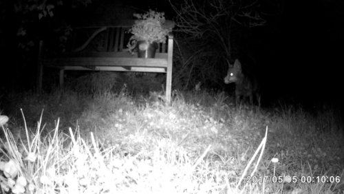 Nachts im Garten - Tierische Verfolgungsjagd