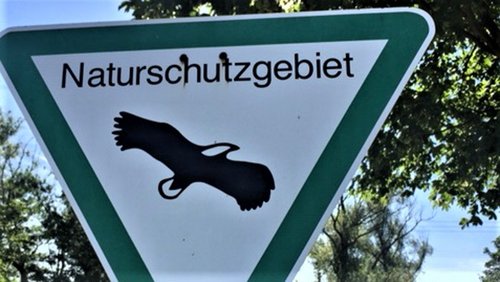 Heimat - Made in Duisburg: Weißkopfseeadler im Naturschutzgebiet