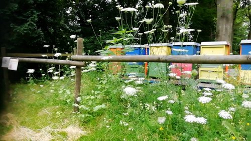 Bottrop TV: Bienenschwarm am Westfriedhof in Bottrop