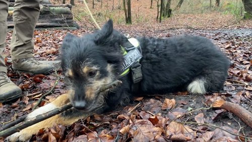 Die Ranger Story: Mit Hund Mira im Wald
