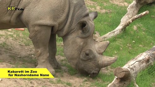 KR-TV: Kabarett im Krefelder Zoo, Stadtradeln, "Skulptur und Garten"