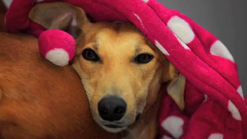 PURLIFETV: Great Hounds in Need