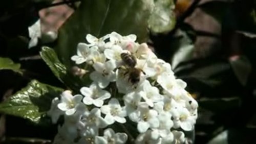 Sälzer Fenster: 3D-Druck, Bienen in Not