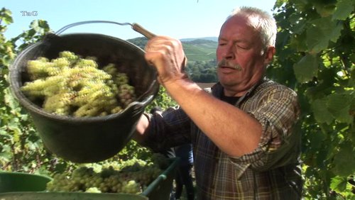 bochum-lokal: Weinanbau an der Mosel