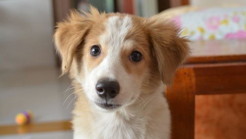 Chico – Sind Hunde berechenbarer als viele denken?