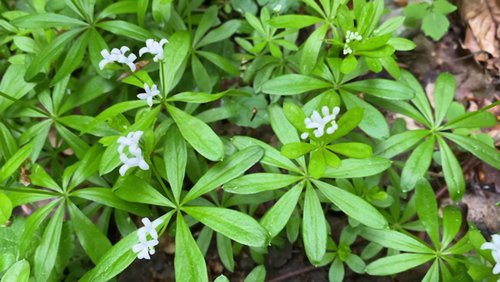 Die Ranger Story: Waldmeister und Maibowle