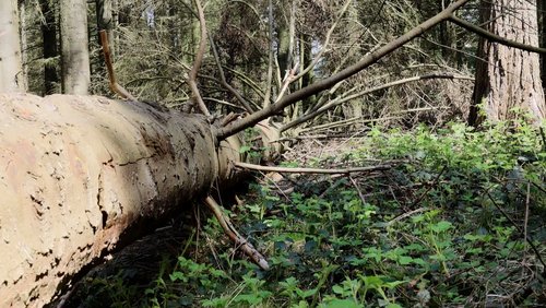 com.POTT: Die Herausforderungen des Waldes