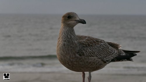 Sylt-Impressionen - Anreise und Westerland, Teil 1