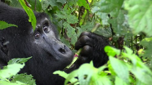 Uganda - das grüne Herz Afrikas - Teil 4