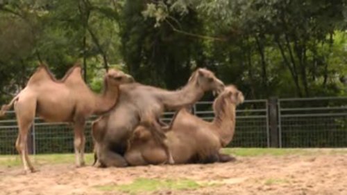 Munteres Treiben im Euregiozoo Aachen