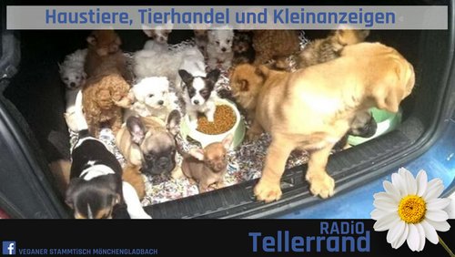 Tellerrand: Haustiere und Tierhandel