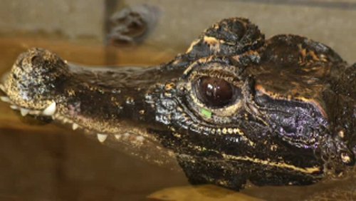 Krokodil Junkie