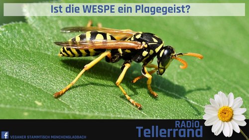 Tellerrand: Wespen und Hornissen